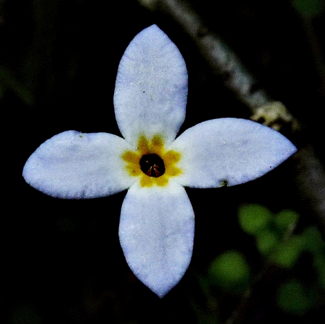 {Houstonia serpyllifolia}